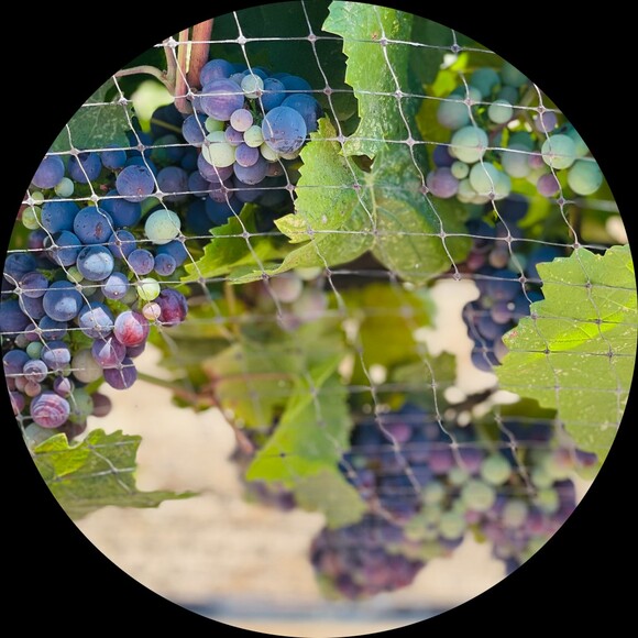 underthevine
